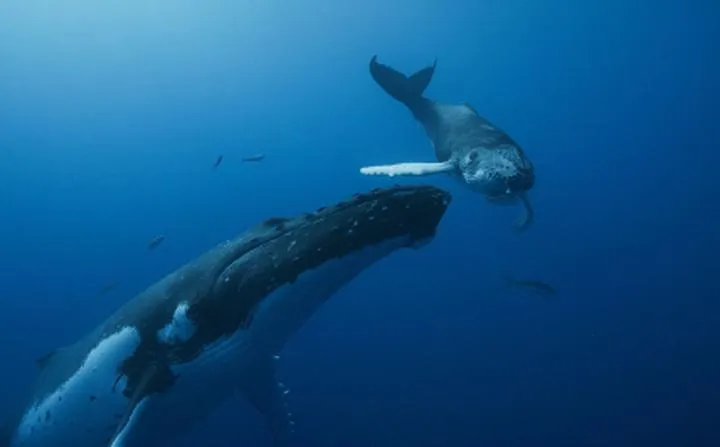 Sposoby na to, jak zapomnieć nuty do pianina i cieszyć się muzyką