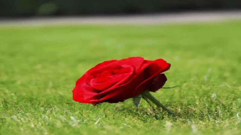 Analiza emocjonalna tekstu